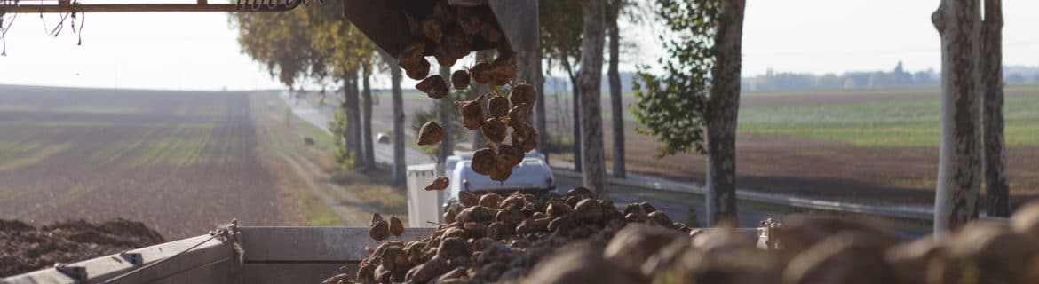 LP_AIBS_reportage_betteraves_131