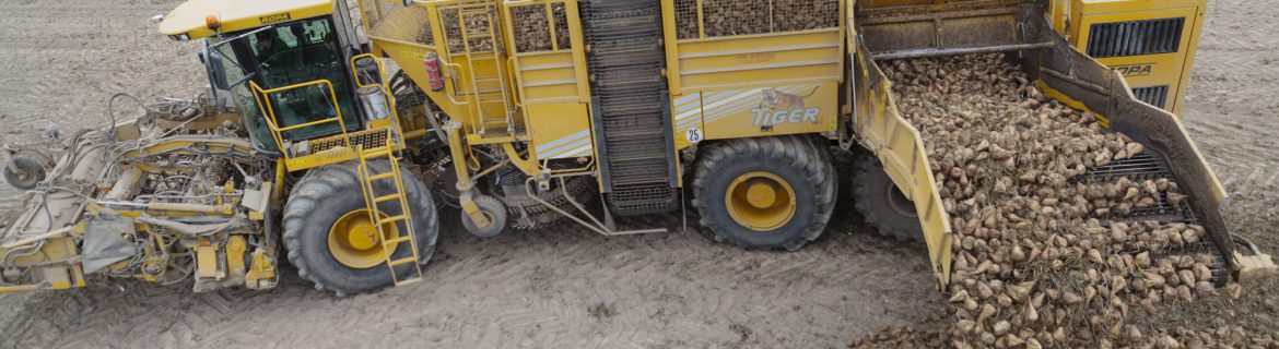 LP_AIBS_reportage_betteraves_058