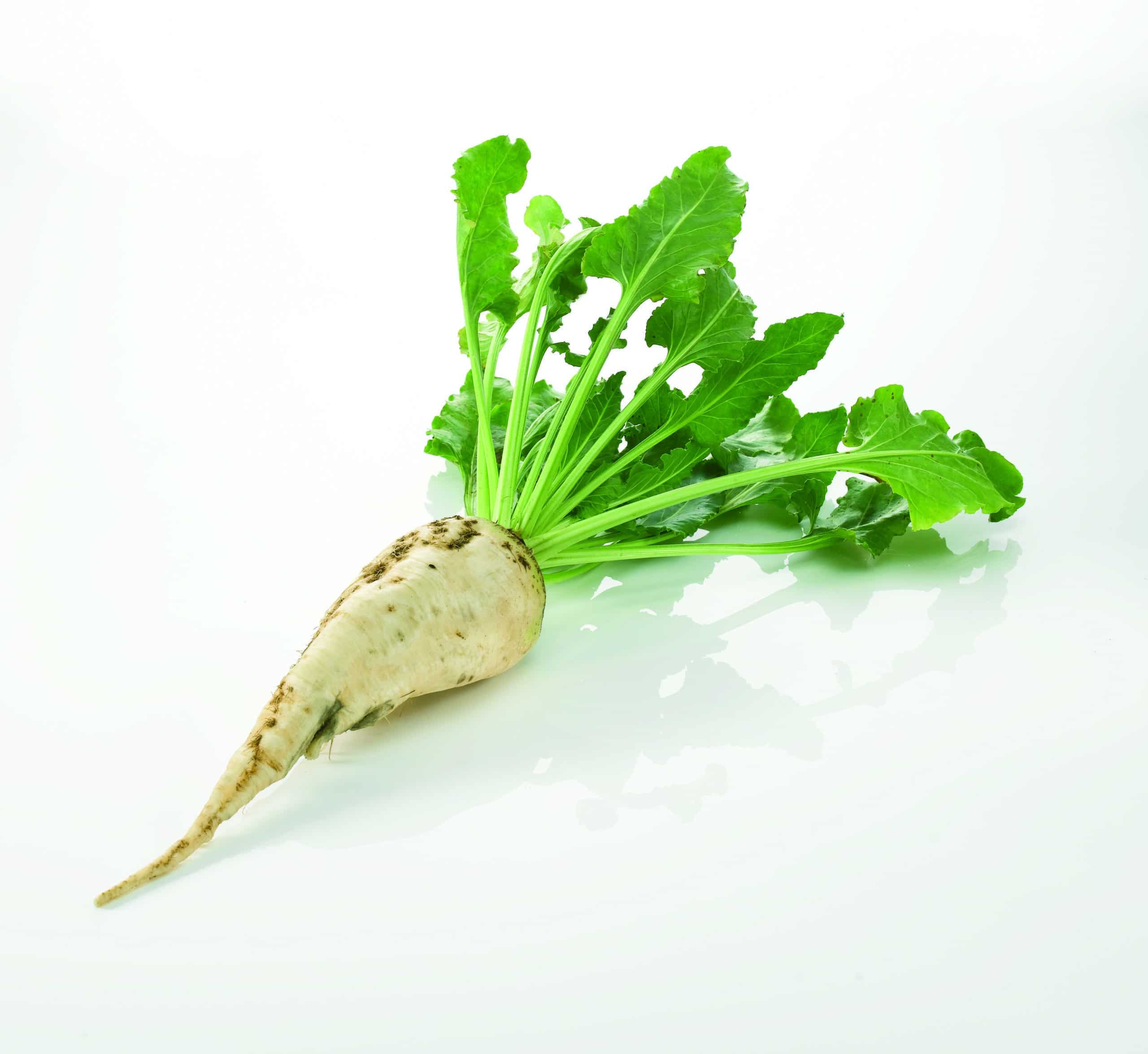 Betterave_entiere_fondblanc_MD